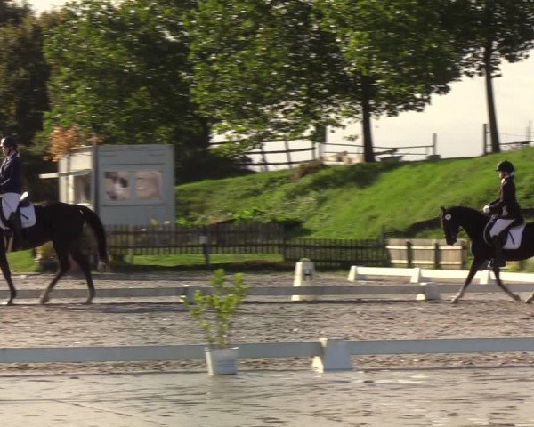 Reitturnier Schülp / Rendsburg 2022