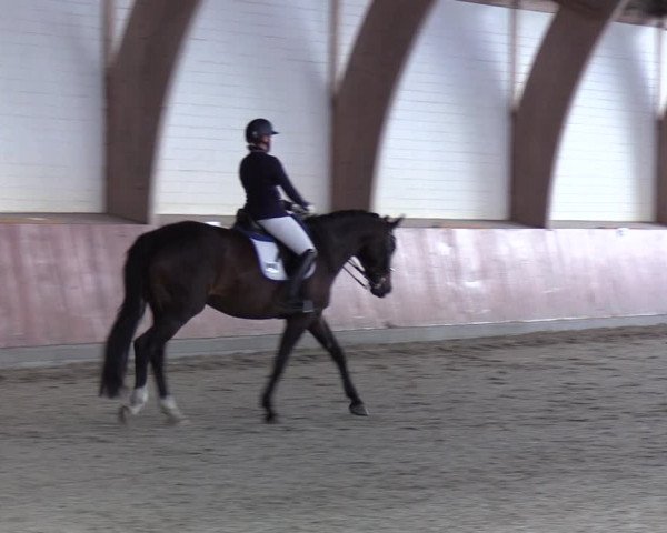 Reitturnier Schülp / Rendsburg 2022