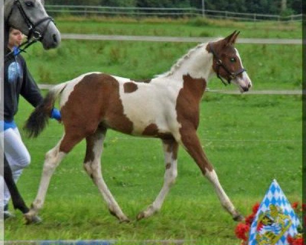 Pferd WhyNot Pandora (Deutsches Reitpony, 2011, von Pares von Lauterbach)