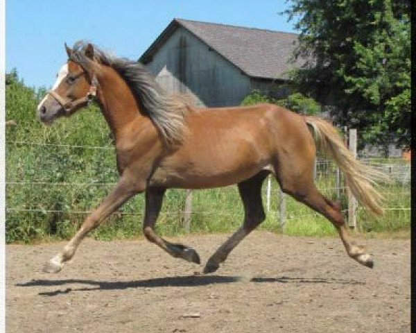 broodmare Snowflake Danyah Pie (Welsh-Pony (Section B), 2009, from Bunbury Platinum) broodmare Snowflake Danyah Pie (Welsh-Pony (Section B), 2009, from Bunbury Platinum)