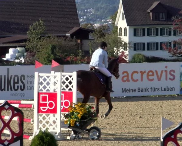 Pferdesporttage Wädenswil 2022