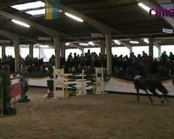 jumper Roadster (KWPN (Royal Dutch Sporthorse), 2003, from Cantos)