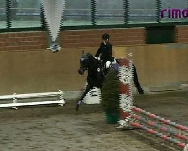 Springpferd Polly 330 (Deutsches Reitpony, 2003, von Piccolo)