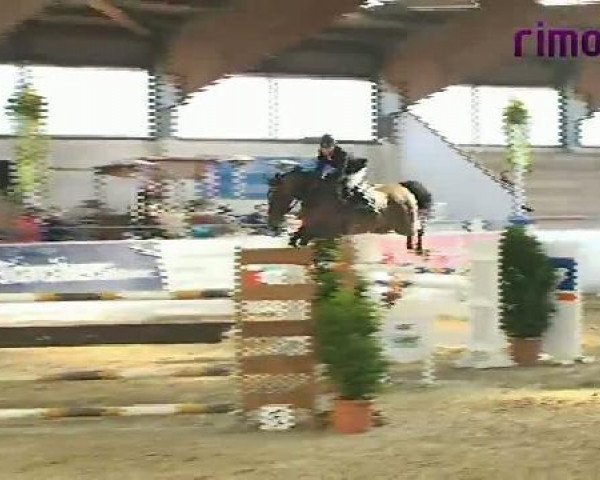 jumper Sento des Bergeries (Belgian Warmblood, 2002, from Mozart des Hayettes)