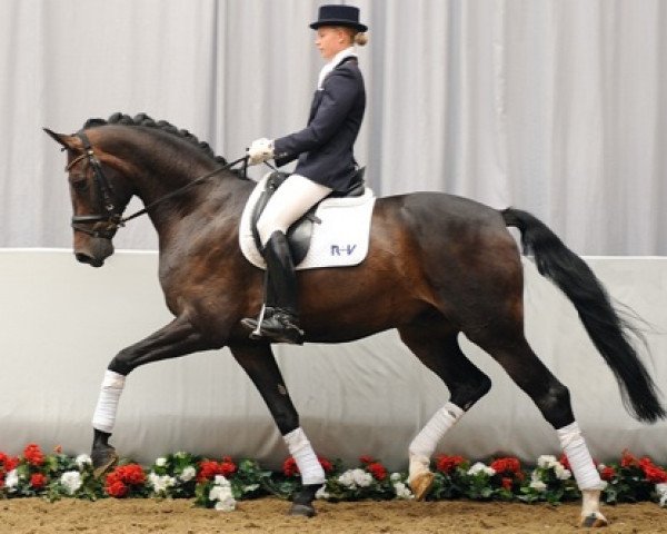 dressage horse Sungai (Westphalian, 2007, from Sorento OLD)