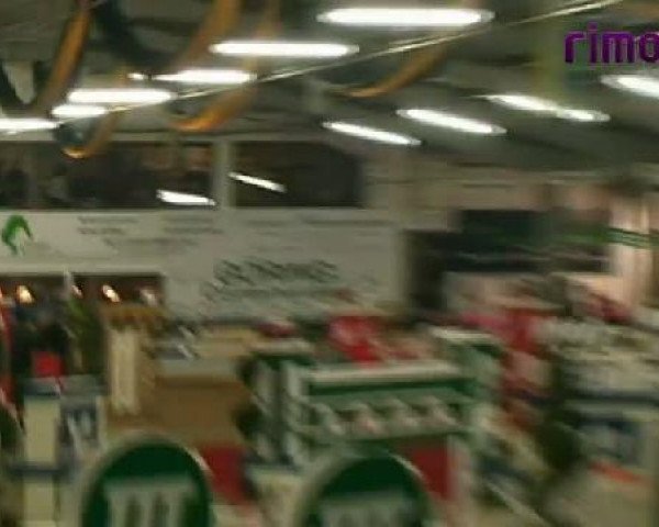 Springpferd Abadasch (sonstiges Warmblut, 2000)