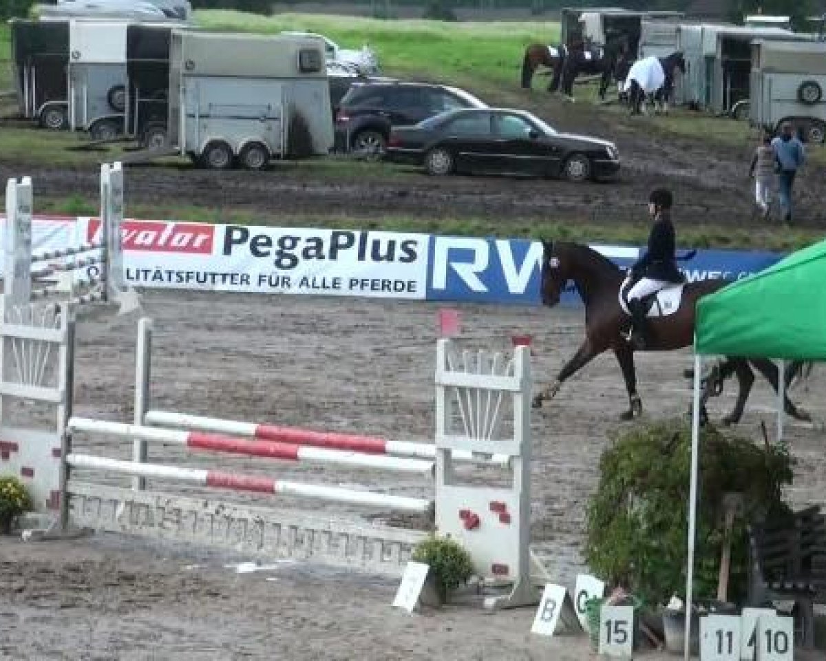 Caballo de salto Piccardo (Westfaliano, 2002, de Potsdam) - Sommerturnier Recklinghausen 28.08.2011
17 Stilspringprüfung Kl A*
