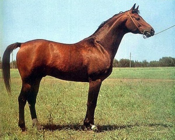 Deckhengst Hockey 41 (Russisch Trakehner, 1973, von Pomeranets 1952 ox)