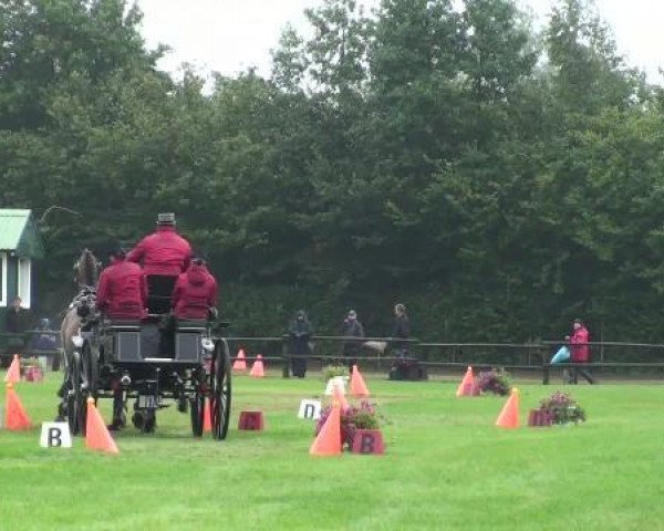 Pferd Nico-T (KWPN (Niederländisches Warmblut), 2005, von Wouter)