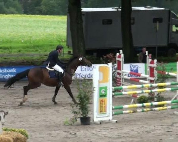 broodmare Pearl 34 (Westphalian, 1997, from Prominenz)