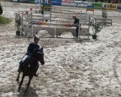 jumper Miranda (German Riding Pony, 1999)