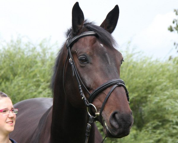 Springpferd Corporal 19 (Hannoveraner, 2003, von Contendro I)