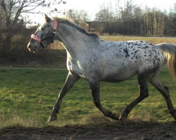 Zuchtstute Cika (Knabstrupper, 1991, von Apollon)