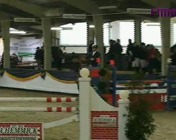 jumper Zaire 17 (KWPN (Royal Dutch Sporthorse), 2004, from Quattro B) jumper Zaire 17 (KWPN (Royal Dutch Sporthorse), 2004, from Quattro B)