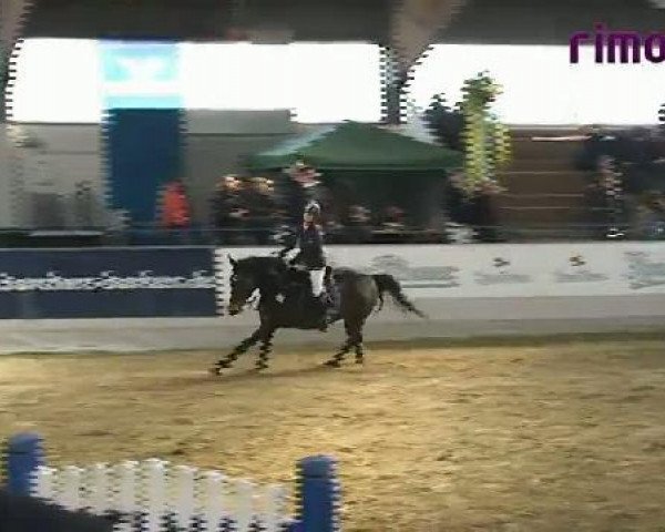jumper Latina-Star (Westphalian, 2001, from Lupicor)