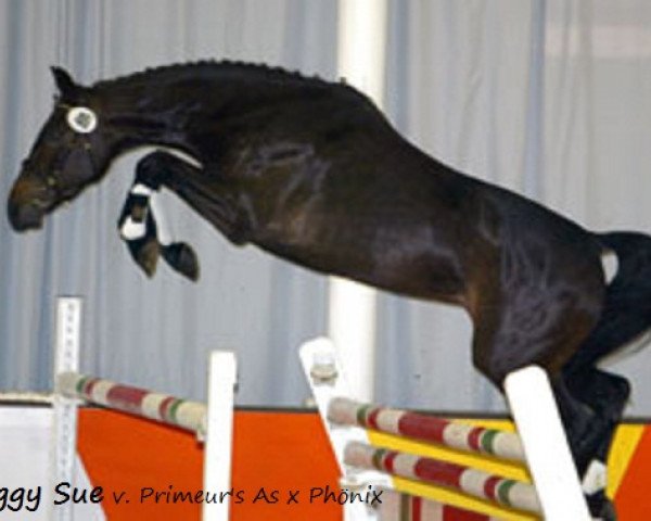 jumper Peggy Sue (Westphalian, 2003, from Primeur's As)