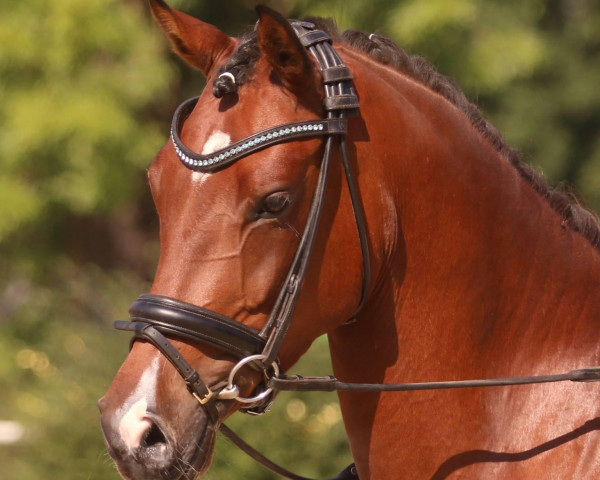 broodmare Heiligenbergs Dany Schoko (German Riding Pony, 2011, from Danny Gold) broodmare Heiligenbergs Dany Schoko (German Riding Pony, 2011, from Danny Gold)