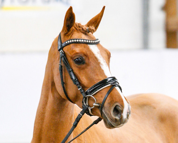 Pferd Heiligenbergs Dressed in Red (Deutsches Reitpony, 2017, von Dressed in Gold 3)
