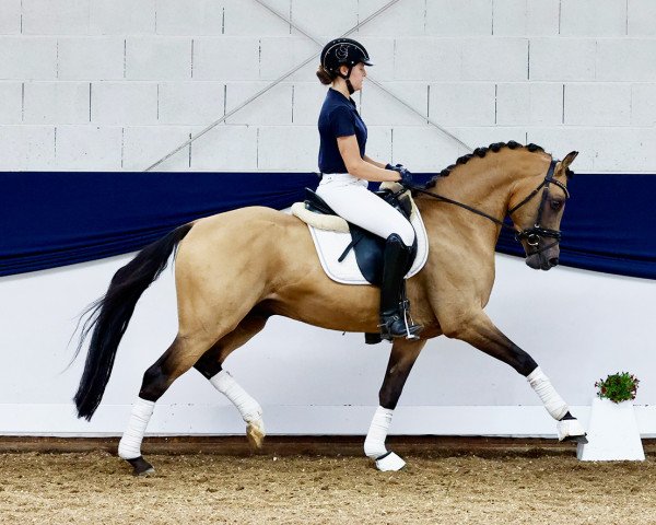 stallion Heiligenbergs Doktor Schiwago (German Riding Pony, 2017, from Dance Star AT NRW)