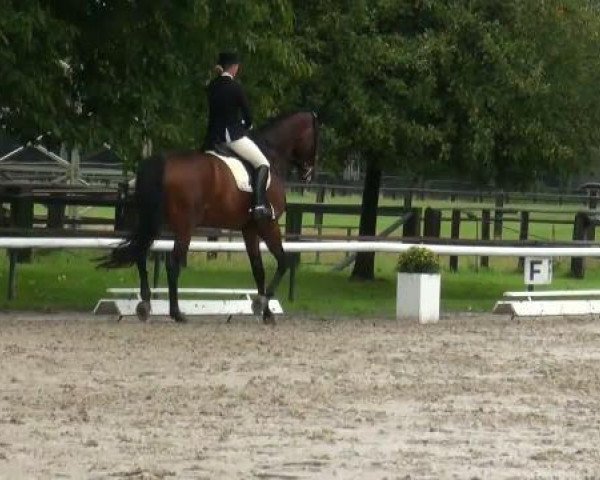 dressage horse Florentino 34 (Westphalian, 1998, from Florestan I)