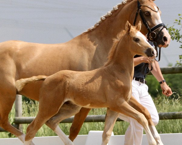 horse Heiligenbergs Doppelgold (German Riding Pony, 2021, from Dressed in Gold 3)