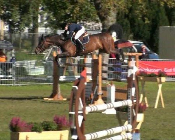 Springpferd Holde Maid (Westfale, 2004, von Holland)