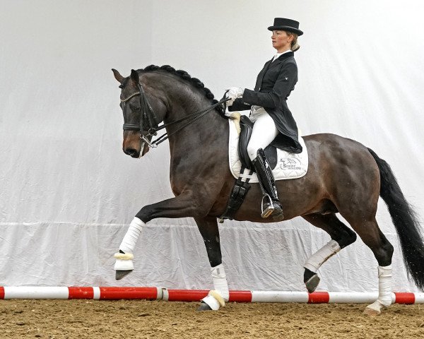 stallion Für immer Du (Oldenburg, 2007, from Florencio I)