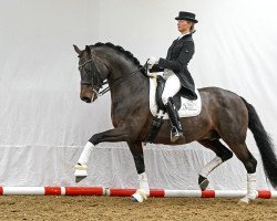 stallion Für immer Du (Oldenburg, 2007, from Florencio I)