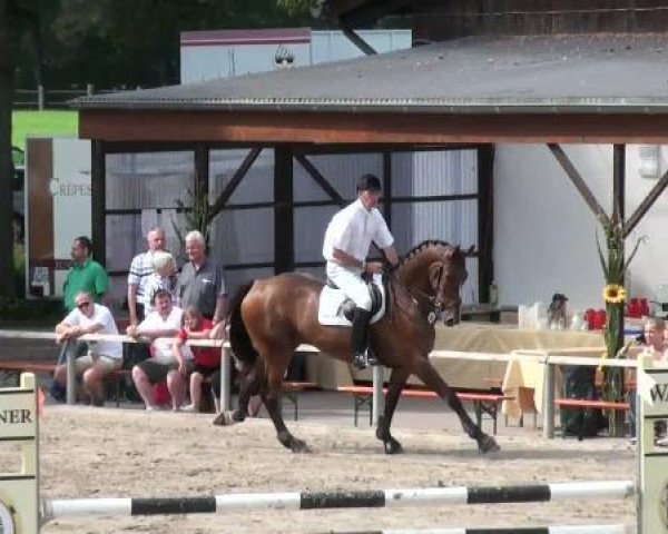 jumper Camino 17 (Hanoverian, 2006, from Colambo)