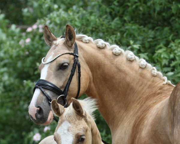 horse Heiligenbergs Für immer Dein (German Riding Pony, 2021, from Für immer Du)