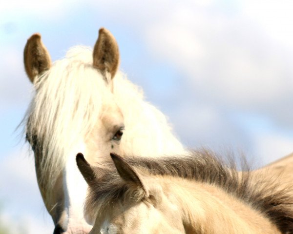 horse Heiligenbergs Ti amo Taonga (German Riding Pony, 2022, from Majestic Taonga)