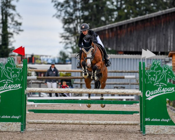 jumper Decibelle du Bois Joli CH (Swiss Warmblood, 2012, from JPC Rexito Z)