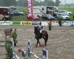 stallion Scarlet (Shire, 2007, from leola)