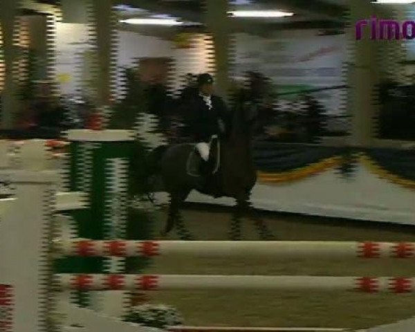 broodmare Wiggy 3 (KWPN (Royal Dutch Sporthorse), 2003, from Namelus R)