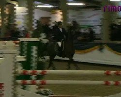 broodmare Wiggy 3 (KWPN (Royal Dutch Sporthorse), 2003, from Namelus R)