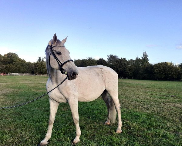 horse Aristuelle (Elfi) (Holsteiner, 2008, from Cristo)