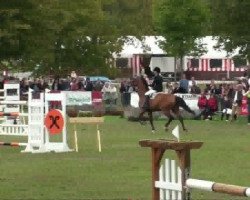 jumper Sundance (KWPN (Royal Dutch Sporthorse), 1999, from Monaco)
