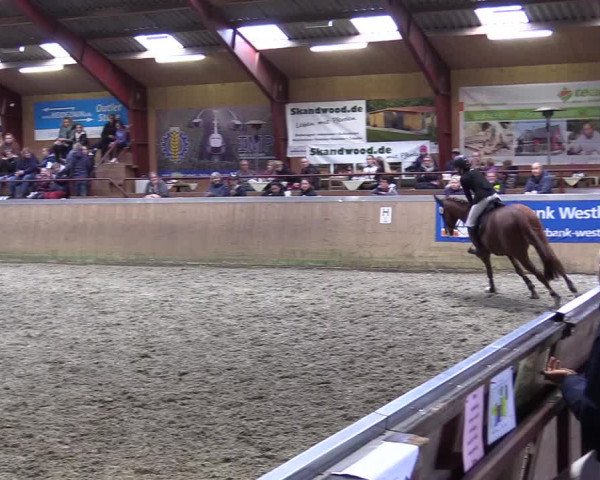Jugendturnier Indoors Behrendorf 2022