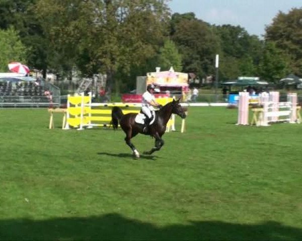 jumper Pots Blitz MHH (Westphalian, 2003, from Potsdam)