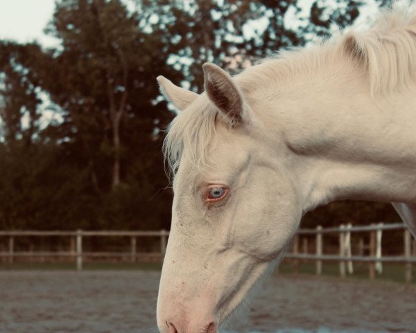 horse First Class Gigolo (German Riding Pony, 2022, from FS Chacco Blue)