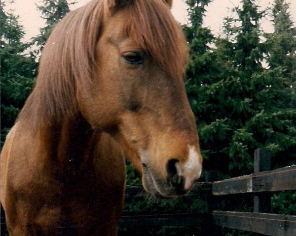 stallion Ramses (New Forest Pony, 1974, from Nieuwmoeds Rolando II)