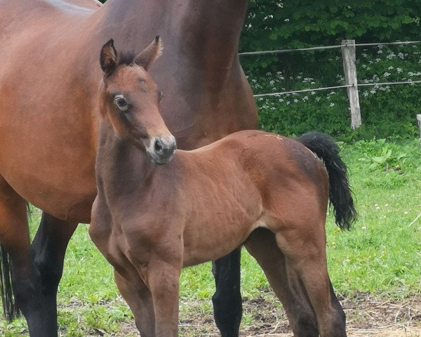 horse Stute von Clarimo / Loran (Holsteiner, 2022, from Clarimo Ask)