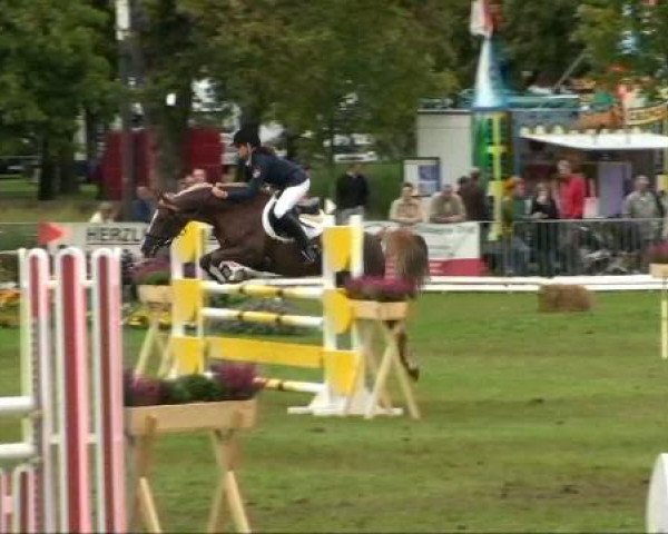 jumper Lady Bergarac (German Riding Pony, 2002, from Bergarac) jumper Lady Bergarac (German Riding Pony, 2002, from Bergarac)