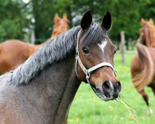 broodmare Fit for Fun 8 (German Riding Pony, 2001, from Benetton S) broodmare Fit for Fun 8 (German Riding Pony, 2001, from Benetton S)