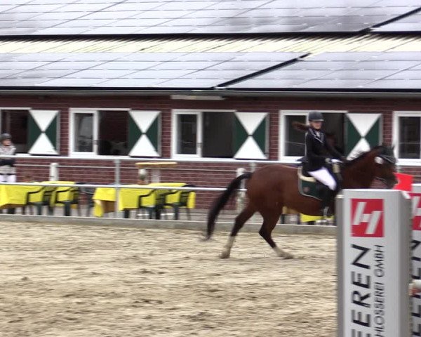 Springturnier Lüdinghausen 2021