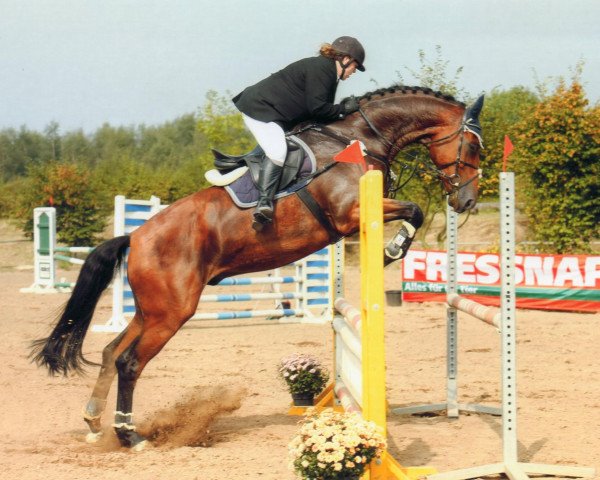 Dressurpferd Ricardo (Rheinländer, 2004, von Rocket Star)