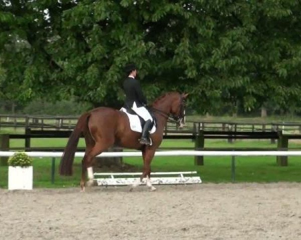broodmare Donnerfee 48 (Hanoverian, 2003, from Don Vino)