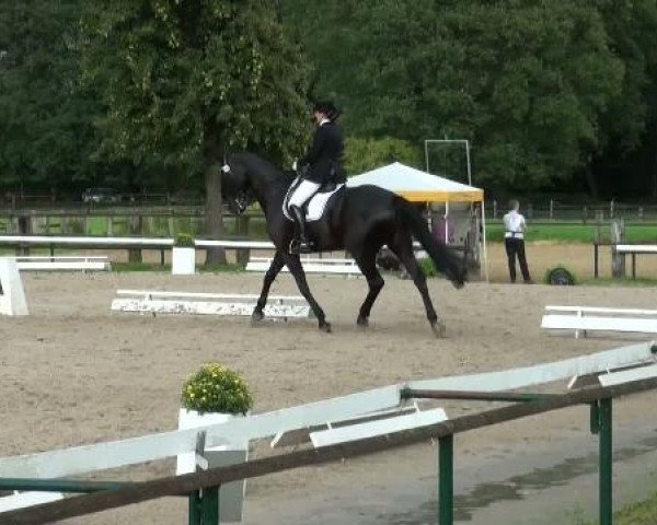dressage horse Da-Vinci 2 (Westphalian, 2001, from Danny de Vito 2)
