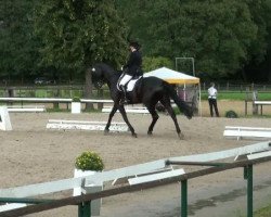 dressage horse Da-Vinci 2 (Westphalian, 2001, from Danny de Vito 2)