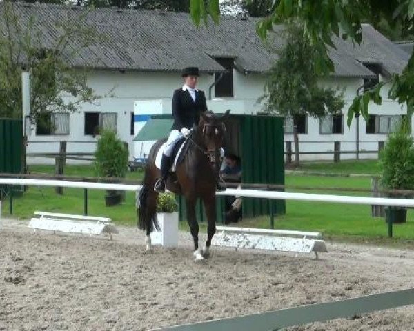 dressage horse Costa-Rica 3 (Hanoverian, 2002, from Contendro I)